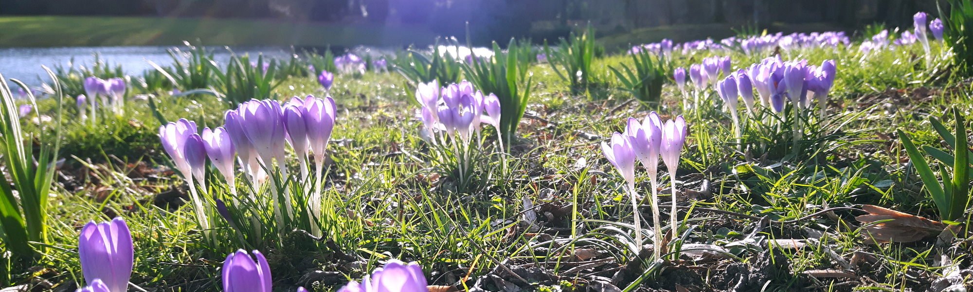 Boerenkrokus en Narcis