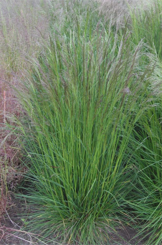 Ruwe Smele Deschampsia Cespitosa L Beauv Herbarium