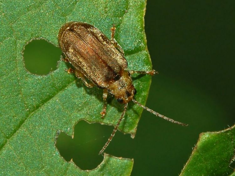 Viburnumhaantje - Pyrrhalta viburni (foto: Hectonichus)