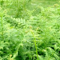 Adelaarsvaren - Pteridium aquilinum