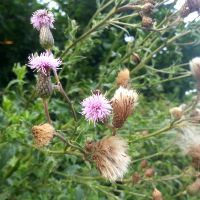 Akkerdistel - Cirsium arvense