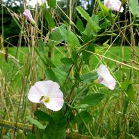 Akkerwinde - Convolvulus arvensis