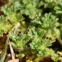 blad Grote leeuwenklauw