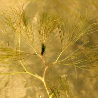 blad Witte waterranonkel