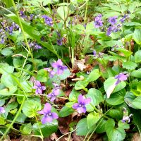 Bleeksporig bosviooltje - Viola riviniana