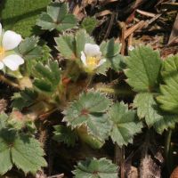 bloem Aardbeiganzerik