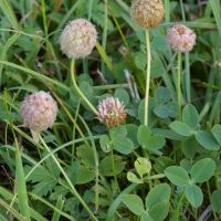 bloem Aardbeiklaver