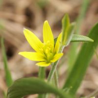 bloem Akkergeelster