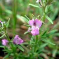 bloem Akkerleeuwenbek