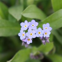 bloem Akkervergeet-mij-nietje