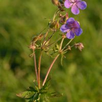 bloem Beemdooievaarsbek