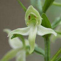 bloem Bergnachtorchis