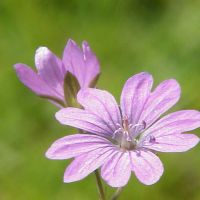 bloem Bermooievaarsbek