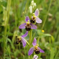 bloem Bijenorchis