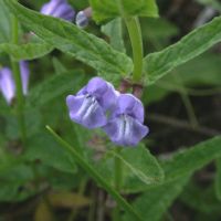 bloem Blauw glidkruid