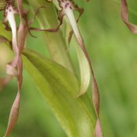 bloem Bokkenorchis