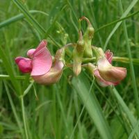 bloem Boslathyrus