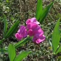 bloem Brede lathyrus