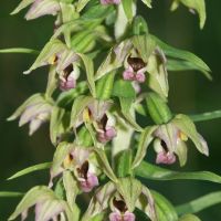 bloem Brede wespenorchis