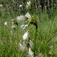 bloem Breed wollegras