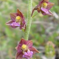 bloem Bruinrode wespenorchis