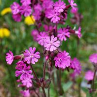 bloem Dagkoekoeksbloem