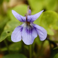 bloem Donkersporig bosviooltje