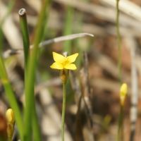 bloem Draadgentiaan