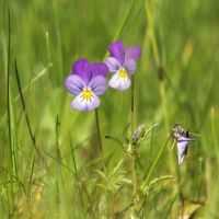 bloem Driekleurig viooltje