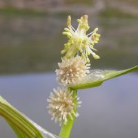 bloem Drijvende egelskop