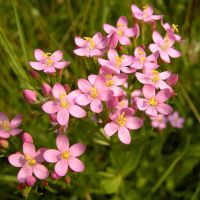 bloem Echt duizendguldenkruid