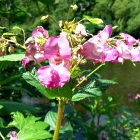 bloem en springvruchten van Reuzenbalsemien