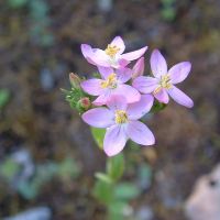 bloem Fraai duizendguldenkruid