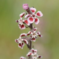 bloem Franse silene