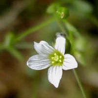 bloem Geelhartje