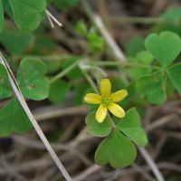 bloem Gehoornde klaverzuring