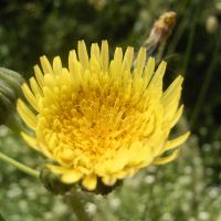 bloem Gekroesde melkdistel