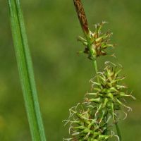 bloem Gele zegge