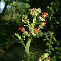 bloem Geoord helmkruid