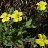 bloem Gevlekt zonneroosje