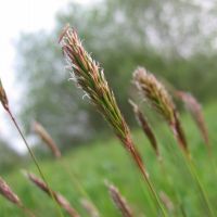 bloem Gewoon reukgras