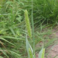 bloem Groene naaldaar