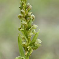 bloem Groene nachtorchis