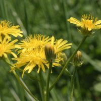 bloem Groot streepzaad