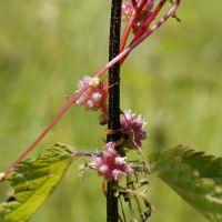 bloem Groot warkruid