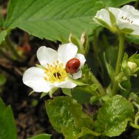 bloem Grote bosaardbei