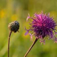 bloem Grote centaurie