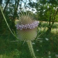 bloem Grote kaardenbol