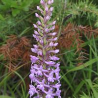 bloem Grote muggenorchis