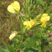 bloem Grote teunisbloem